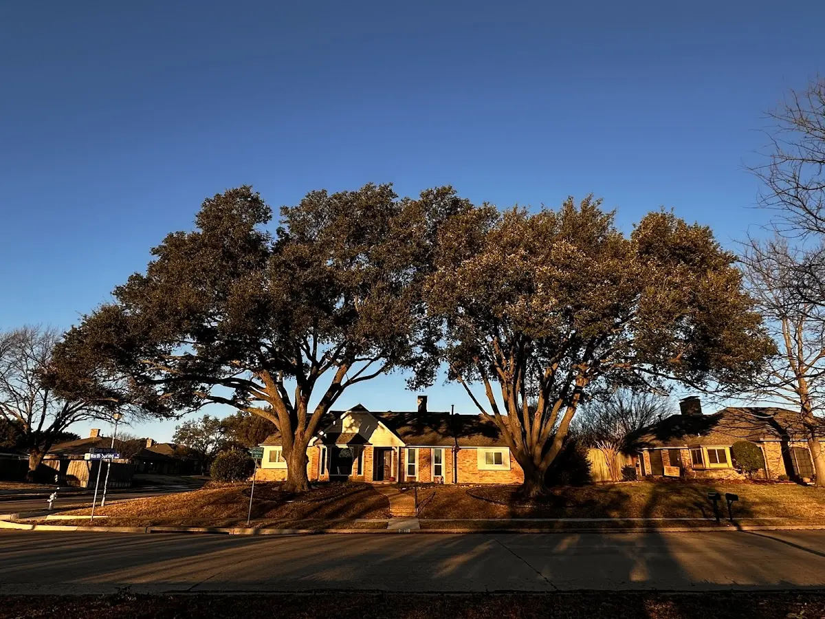 Established residential canopy tree shading a home in Newbern